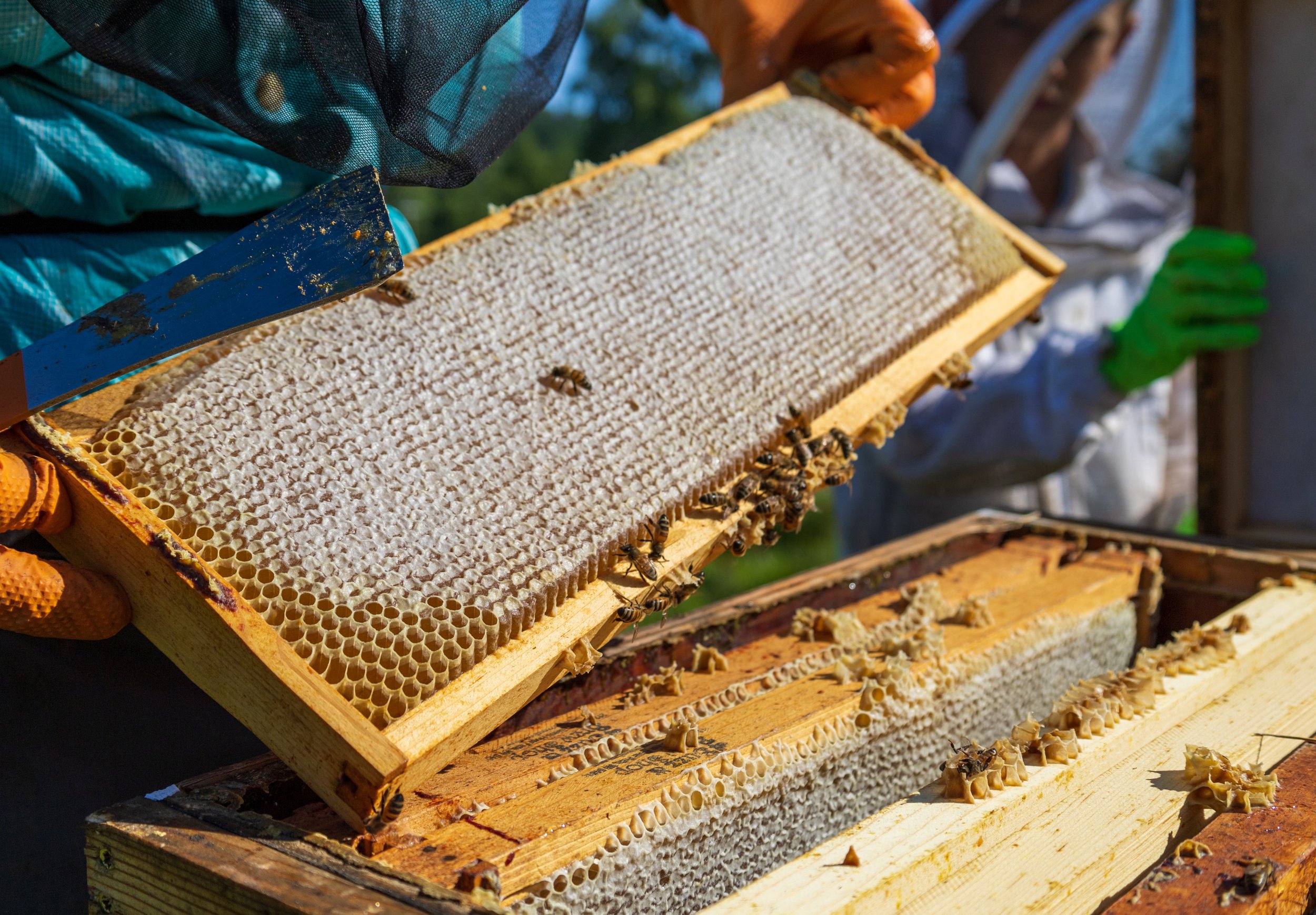 Beekeeper inspecting honeycomb frame filled with bees and honey, showcasing the intricate hexagonal structure of the comb and the process of honey harvesting.